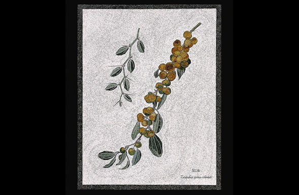 deferranti-micro-mosaics-flowers-of-jordan-sidr